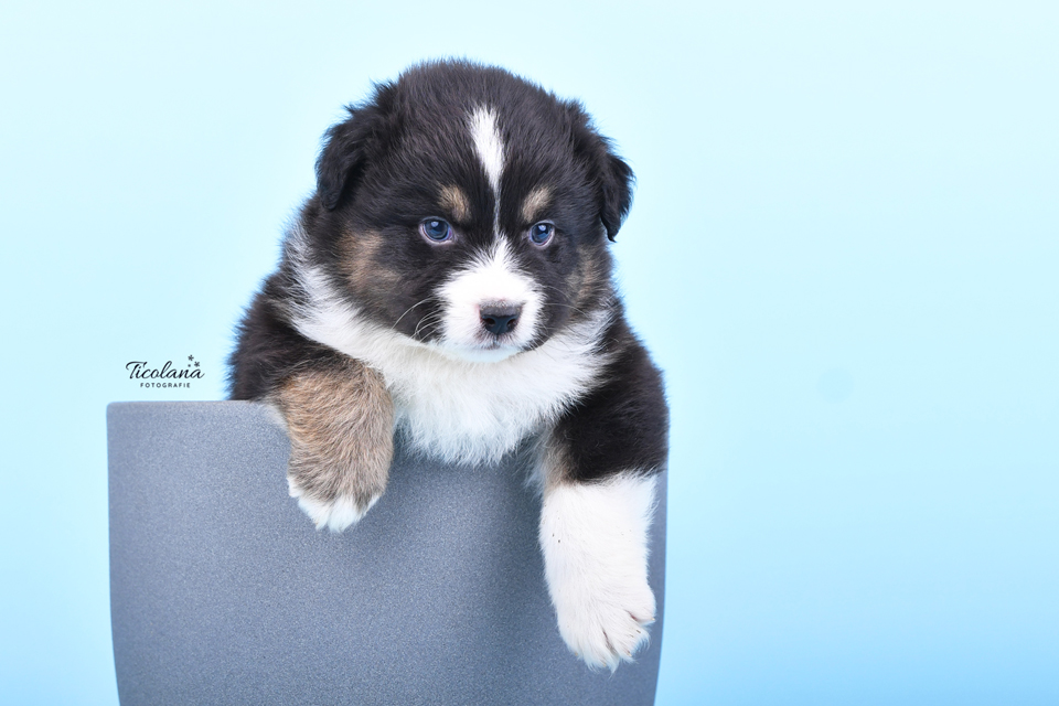 Australische herder pups