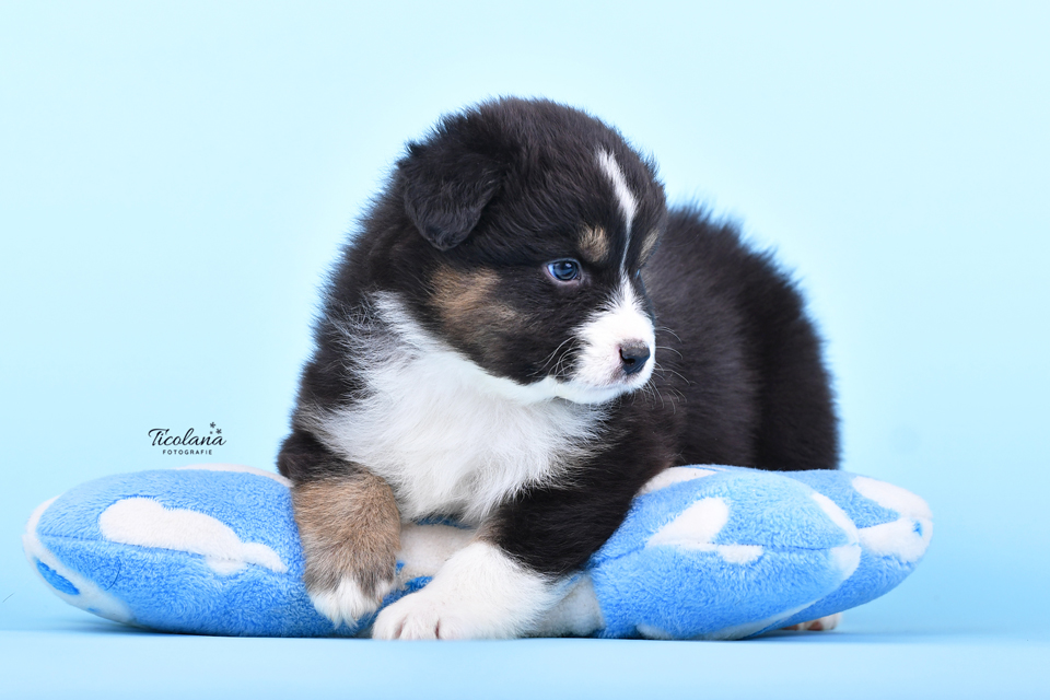 Australische herder pups