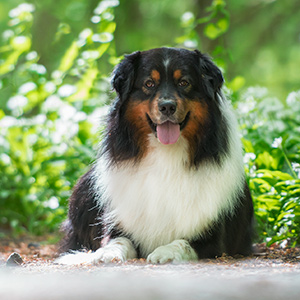 Australian shepherd Lennox at 4 years old