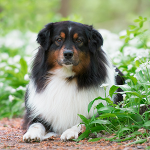 Australian shepherd Lennox at 4 years old