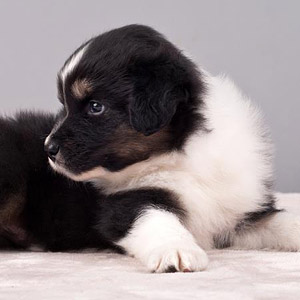 Australian shepherd  Lennox at 5 weeks old