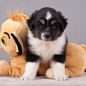 Australian shepherd  Lennox at 5 weeks old