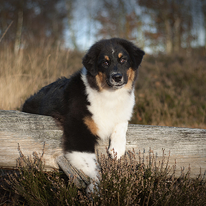 Australian shepherd Lennox at 5 months old