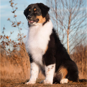 Australian shepherd Lennox at 5 months old