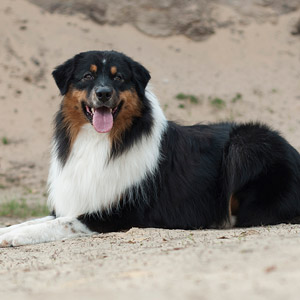 Australian shepherd 12 months old