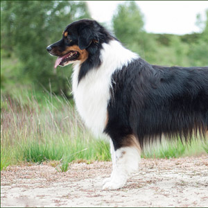 Australian shepherd 12 months old