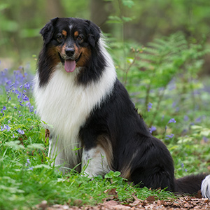 Australian shepherd Lennox at 4 years old