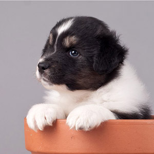 Australian shepherd Lennox at 5 weeks old