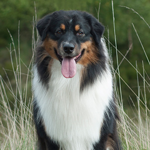 Australian shepherd 12 months old