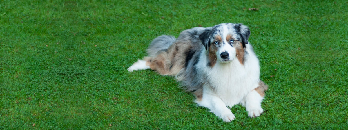 Australian shepherd Ticolana's One in a Million