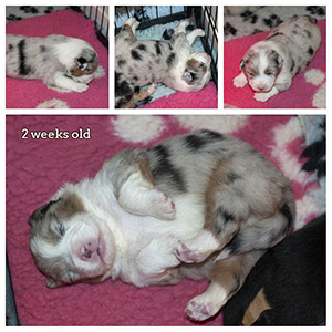 Mexx 2 weeks old