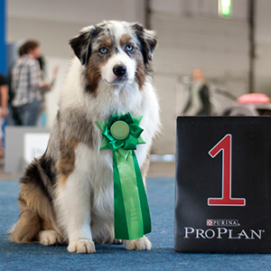 International dogshow Dortmund:

1 excellent CAC