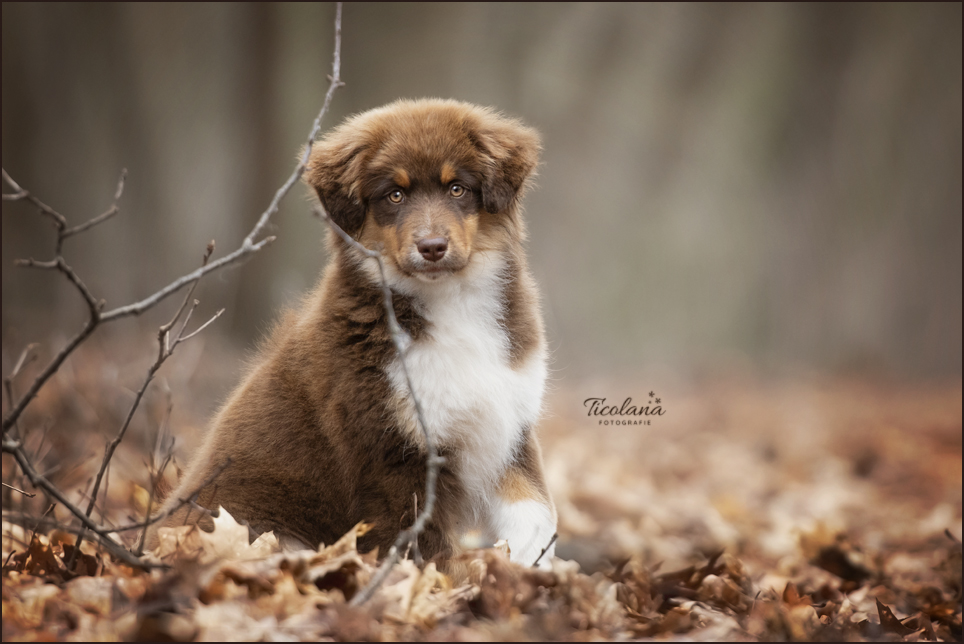 Miniature American Shepherd