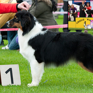 Noa 8 months old and BEST PUPPY in SHOW at the dogshow in Lokeren.
