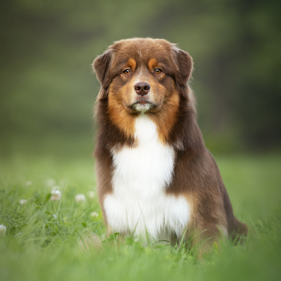  australian shepherd Nox