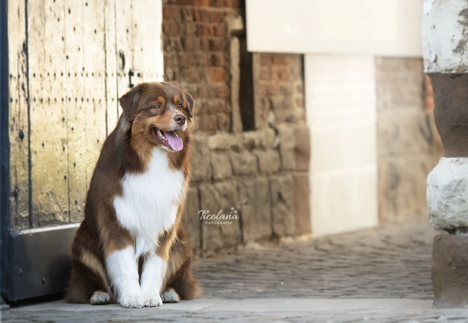 Australian shepherd