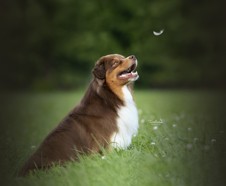 Australian shepherd