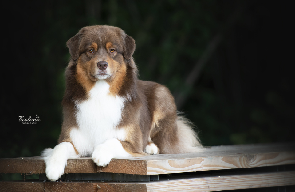 Australian shepherd