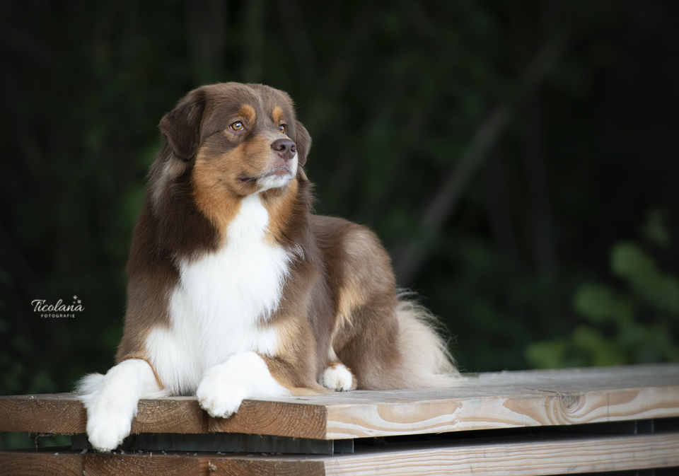 Australian shepherd