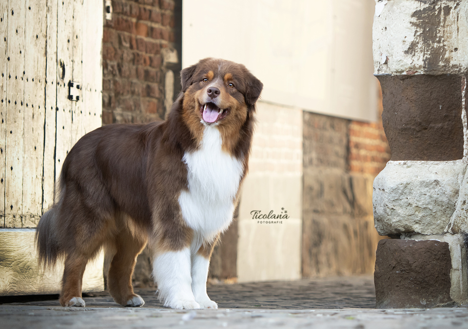 Australian shepherd