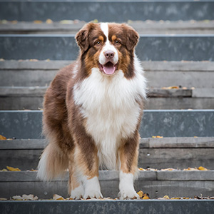 Australian shepherd Oliver at 2 years old