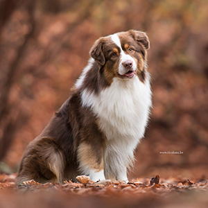 Australian shepherd Oliver at 2 years old