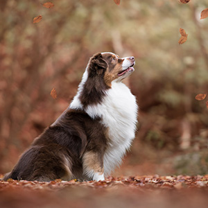 Australian shepherd Oliver at 2 years old