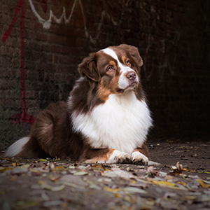 Australian shepherd Oliver at 2 years old