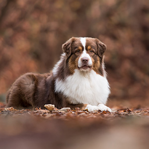 Australian shepherd Oliver at 2 years old