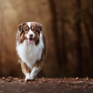 Australian shepherd Oliver at 2 years old