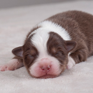 Australian shepherd Oliver at 1 week old