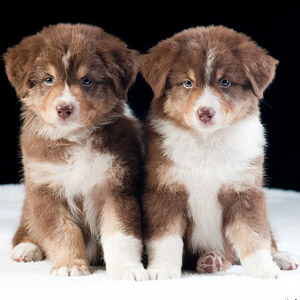 Australian shepherd Patch 7 weeks old together with brother Red