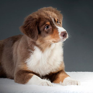 Australian shepherd Patch at 4 months old