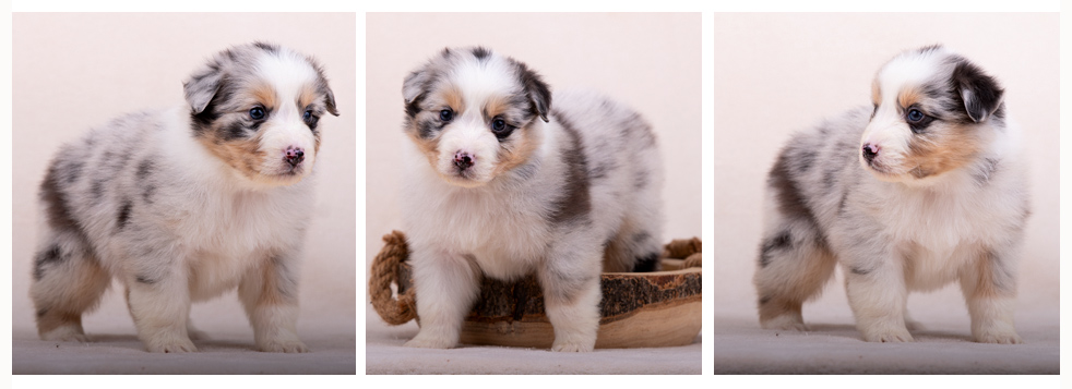 Australian Shepherd