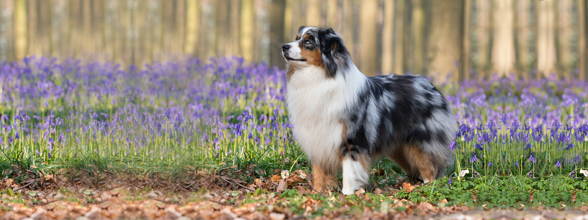 Australische herder