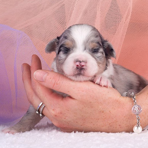 Australian shepherd Vegas 1 week old