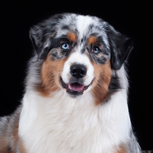 Australian shepherd Vegas, 7 months old