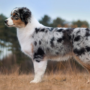 Australian shepherd Vegas 5 months old