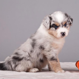 Australian shepherd Vegas 5 weeks old