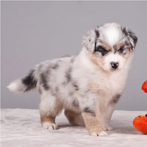 Australian shepherd Vegas 5 weeks old