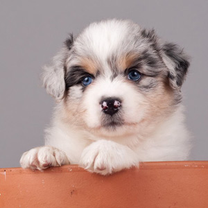 Australian shepherd Vegas 5 weeks old