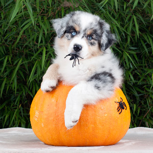 Australian shepherd Vegas 9 weeks old