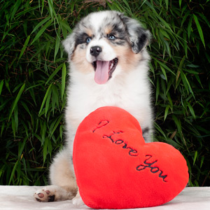 Australian shepherd Vegas 9 weeks old