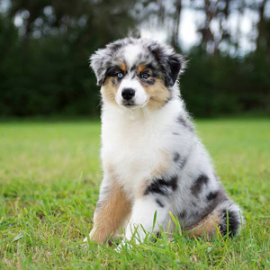 Australian shepherd Vegas 3 months old