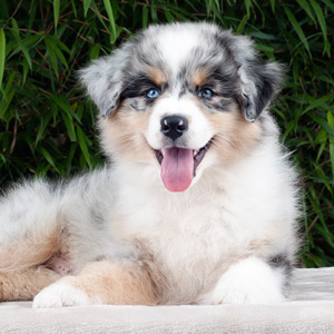 Australian shepherd Vegas 9 weeks old