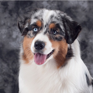 Australian shepherd Vegas, 7 months old