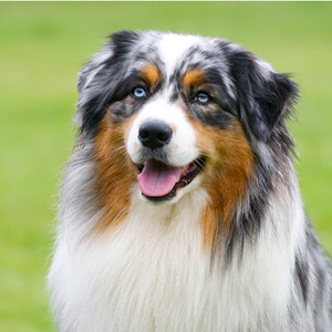 Australian shepherd Vegas at 2 years old